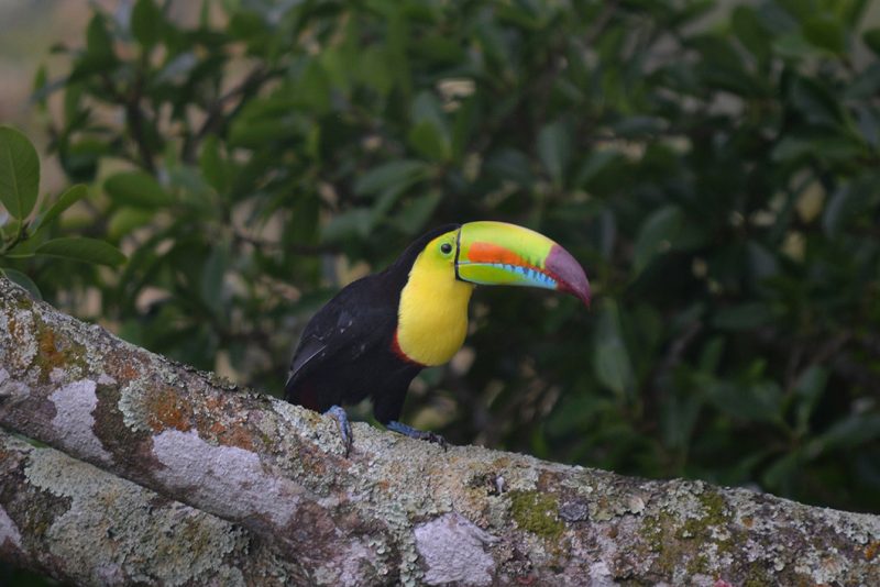 Killed-billed toucan